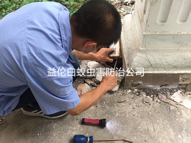 白云別墅白蟻防治工程