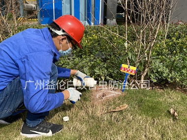 良田紅火蟻防治案例