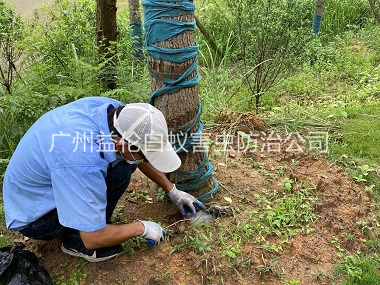 石樓綠化樹(shù)木治白蟻